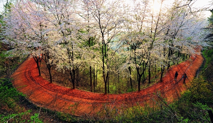 계족산황톳길