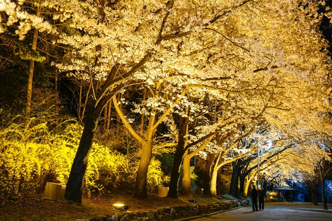 달빛녹턴(벚꽃야경길)