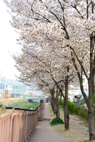 광탄면 분수천