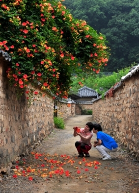 남평문씨세거지 인흥마을능소화(2014대구관광사진전 당선작품)