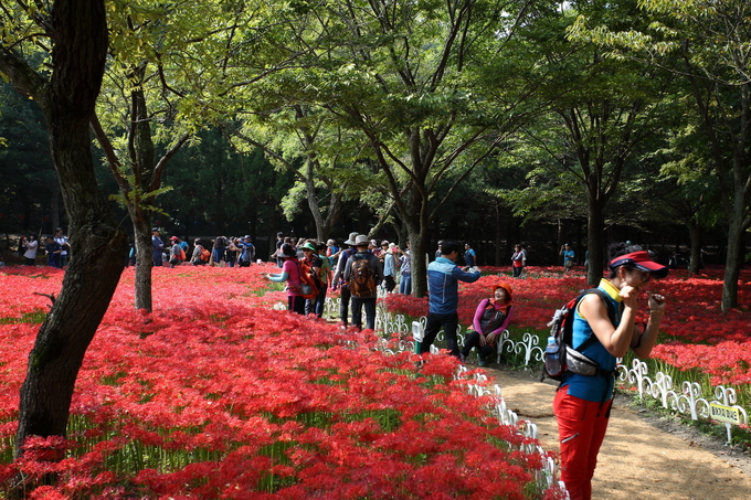 영광불갑산상사화축제