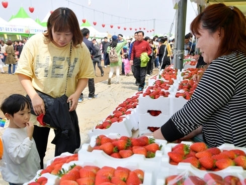 2017 논산딸기축제 사진