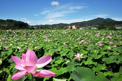 창원 주남저수지(연꽃)