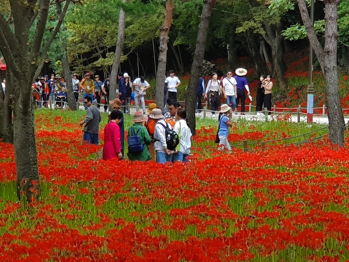 영광불갑산상사화축제