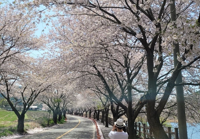 주산 봄꽃추제가 열린 호젓하고 아름다운 드라이브길