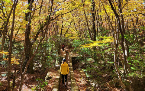 한라산 영실코스 하원수로길